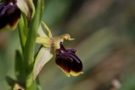 Ophrys mammosa